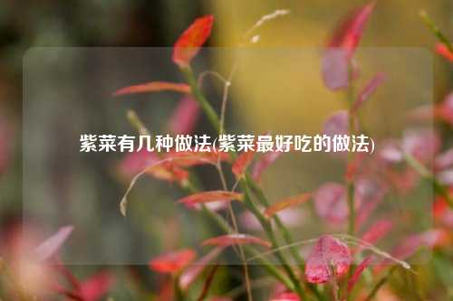紫菜有几种做法(紫菜最好吃的做法)